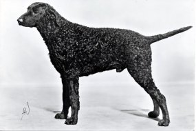 Siccawei Alecto, Sam. Curly coated retriever